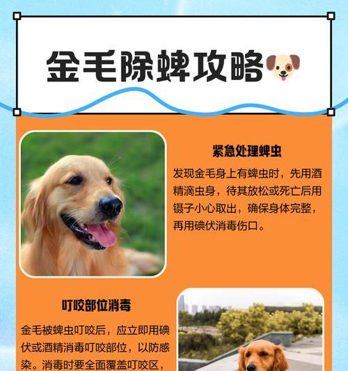 金毛犬遛狗全攻略：15个必备注意事项
