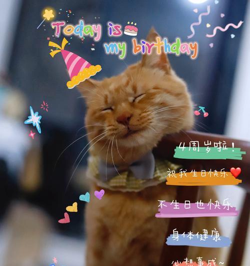 猫咪生日温馨庆祝指南