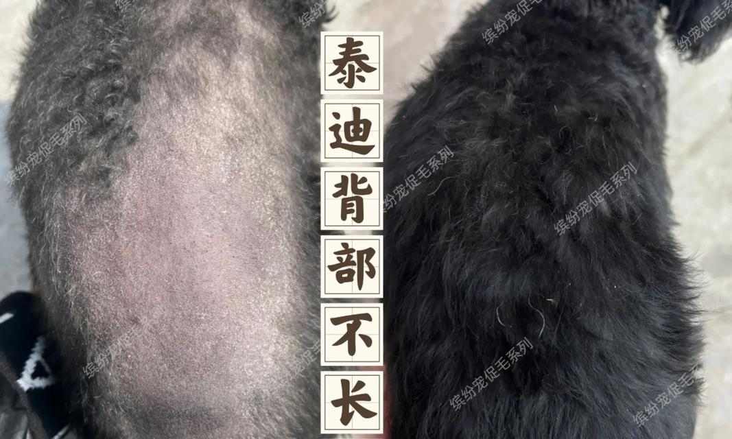 法国斗牛犬掉毛怎么办？15个护理方法