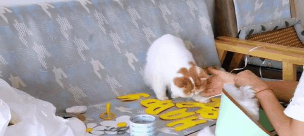 猫咪生日温馨庆祝指南