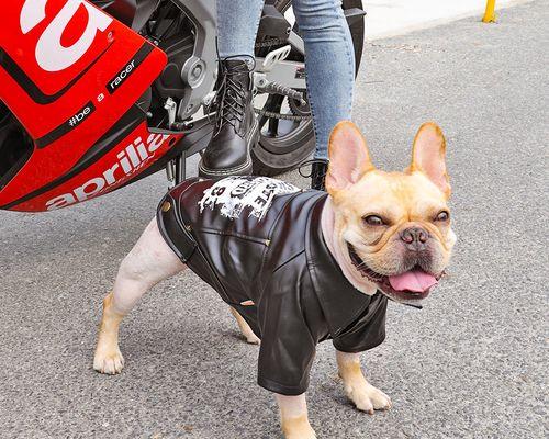 法国斗牛犬掉毛怎么办？15个护理方法