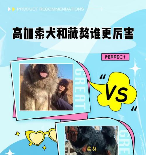 高加索犬服从训练15技巧 高加索犬服从训练15技巧