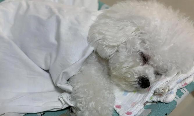 小狗打疫苗没力气正常吗？症状应对全解析