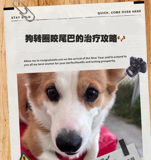 狗狗尾巴15个功能解析 理解情绪信号 狗狗尾巴15个功能解析 理解情绪信号