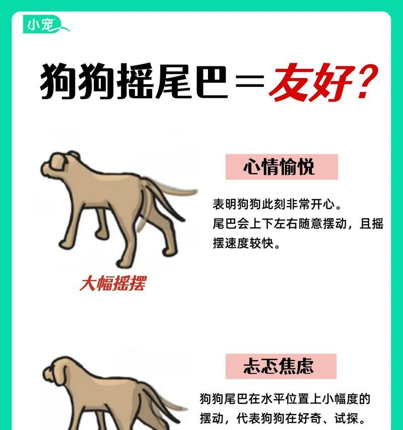 狗狗尾巴15个功能解析 理解情绪信号 狗狗尾巴15个功能解析 理解情绪信号