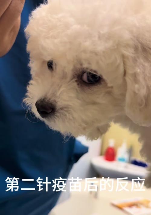 小狗打疫苗没力气正常吗？症状应对全解析
