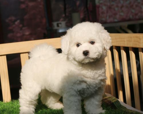 小狗打疫苗没力气正常吗？症状应对全解析