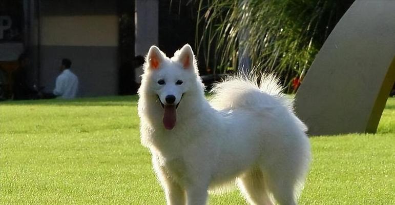 科学喂养萨摩耶增肥方法 科学喂养萨摩耶增肥方法