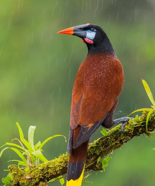 褐拟雀饲养全攻略:15个关键要点 褐拟雀饲养全攻略:15个关键要点