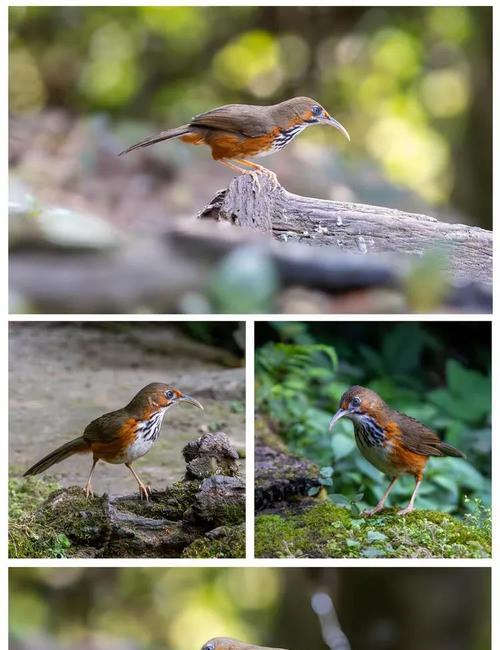 褐拟雀饲养全攻略:15个关键要点 褐拟雀饲养全攻略:15个关键要点