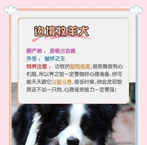 如何识别和预防狗狗攻击性行为 如何识别和预防狗狗攻击性行为