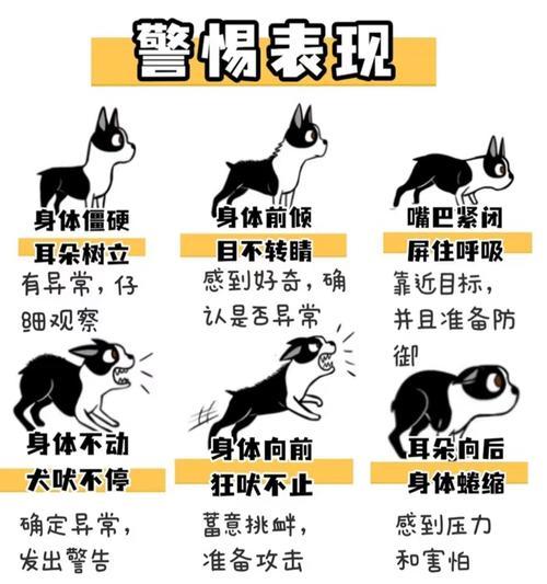如何识别和预防狗狗攻击性行为 如何识别和预防狗狗攻击性行为