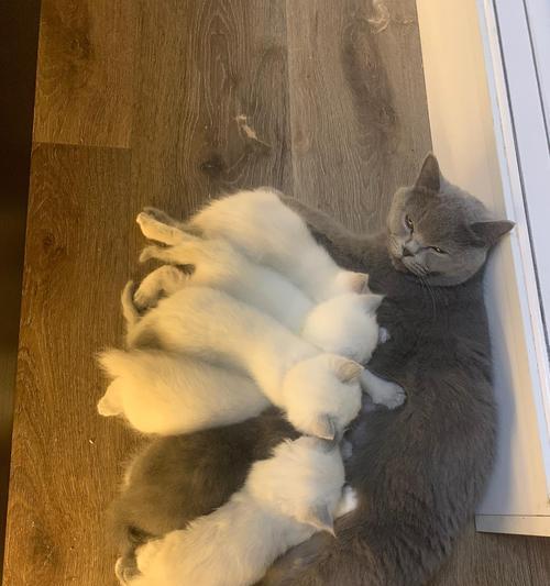 蓝猫布偶配种指南:混血猫咪培育全解析 蓝猫布偶配种指南:混血猫咪培育全解析