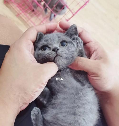 蓝猫布偶配种指南:混血猫咪培育全解析 蓝猫布偶配种指南:混血猫咪培育全解析
