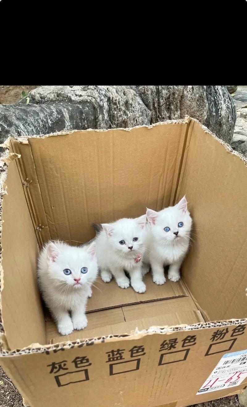 蓝猫布偶配种指南:混血猫咪培育全解析 蓝猫布偶配种指南:混血猫咪培育全解析