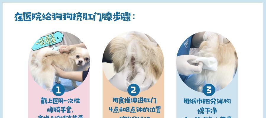 狗狗消毒全攻略：清洁与杀菌方法