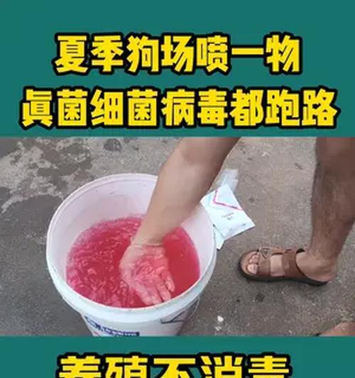 家庭养狗消毒指南 健康居家环境必备