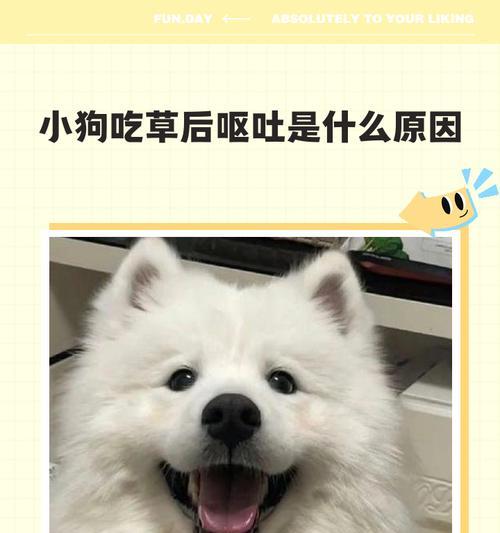 拉布拉多吃草原因及处理方法