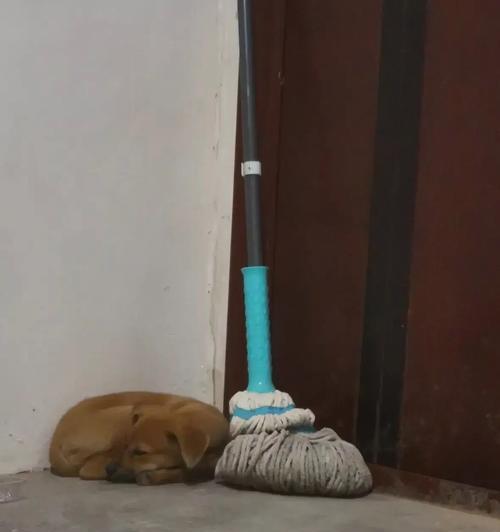 狗狗睡觉奇怪声音原因及改善方法