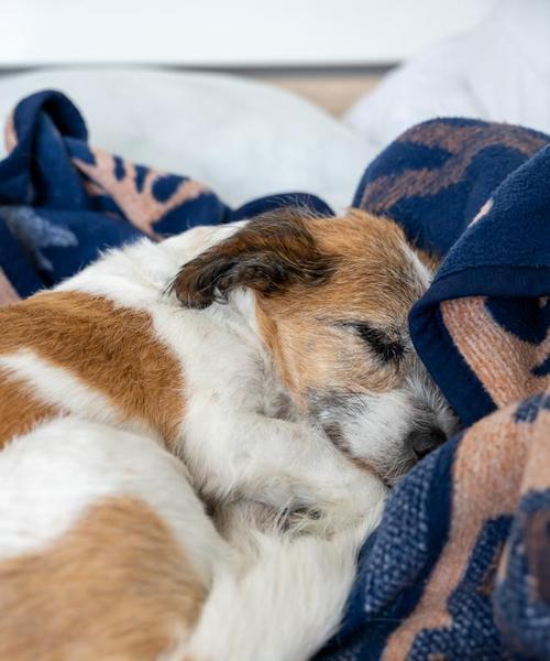 狗狗睡觉奇怪声音原因及改善方法