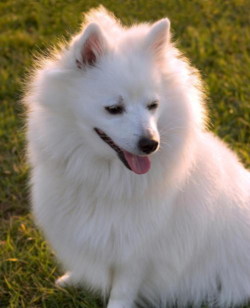 Silver Fox Dog Care Guide: Buying, Feeding & Health Tips