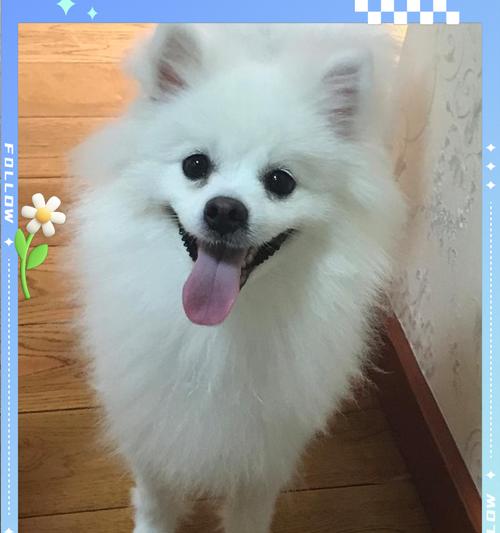 Silver Fox Dog Care Guide: Buying, Feeding & Health Tips