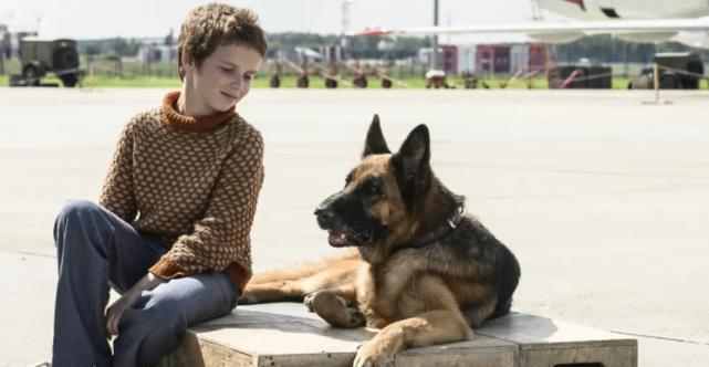 孩子与狗相处不和谐怎么办 安全指南 孩子与狗相处不和谐怎么办 安全指南