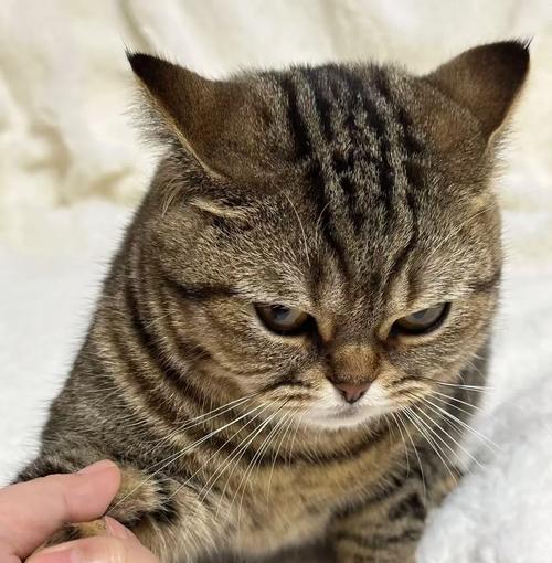 温顺友好猫咪品种推荐 家庭饲养最佳选择 温顺友好猫咪品种推荐 家庭饲养最佳选择