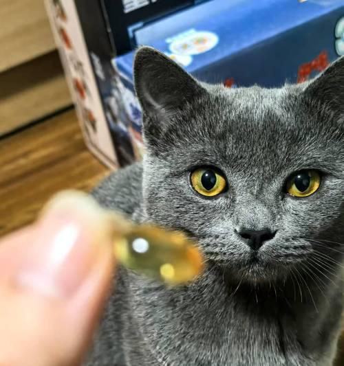 温顺友好猫咪品种推荐 家庭饲养最佳选择 温顺友好猫咪品种推荐 家庭饲养最佳选择