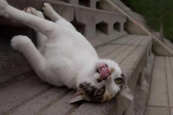 犬猫甲状腺功能减退症 犬猫甲状腺功能减退症