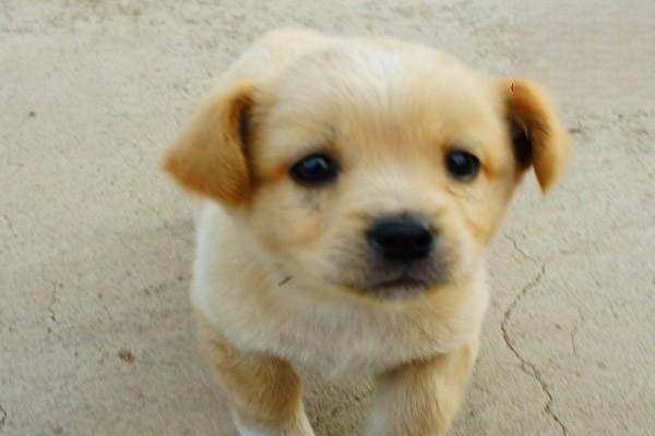 犬猫脑下垂体功能减退症 犬猫脑下垂体功能减退症