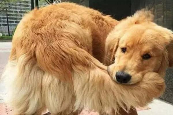 犬猫甲状腺功能减退症 犬猫甲状腺功能减退症