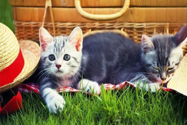 犬猫脑下垂体功能减退症 犬猫脑下垂体功能减退症