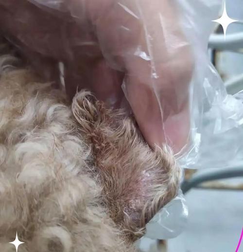 狗狗皮肤病类型区分与治疗方法详解