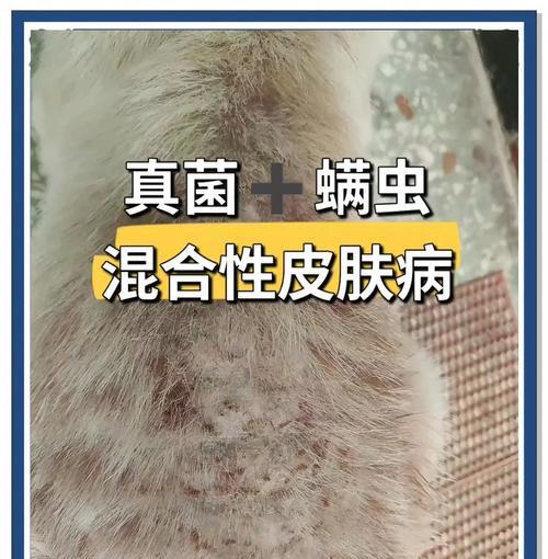 狗狗皮肤病类型区分与治疗方法详解