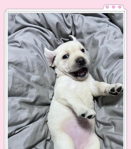 拉布拉多常见皮肤病防治指南：全面解析各类皮肤问题及护理方法