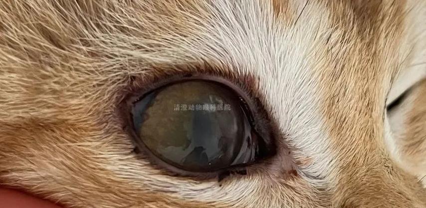 小猫眼睛发炎多久能好 治疗方法及预防措施详解