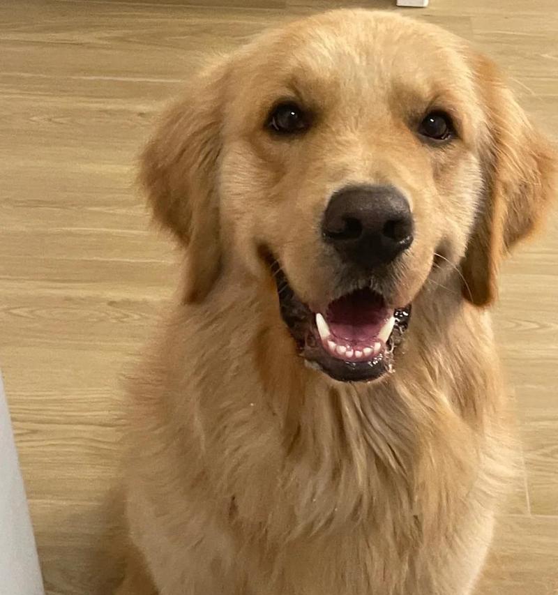 拉布拉多常见皮肤病防治指南：全面解析各类皮肤问题及护理方法