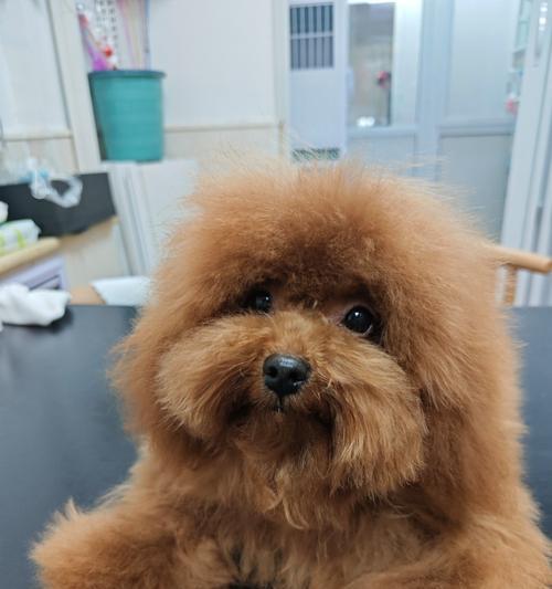 泰迪犬换毛周期与护理技巧全攻略