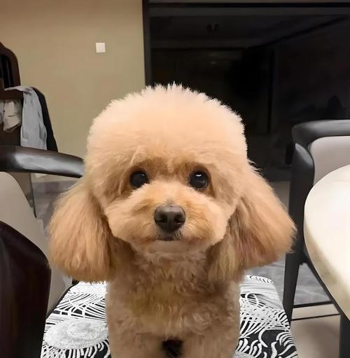 泰迪犬换毛周期与护理技巧全攻略