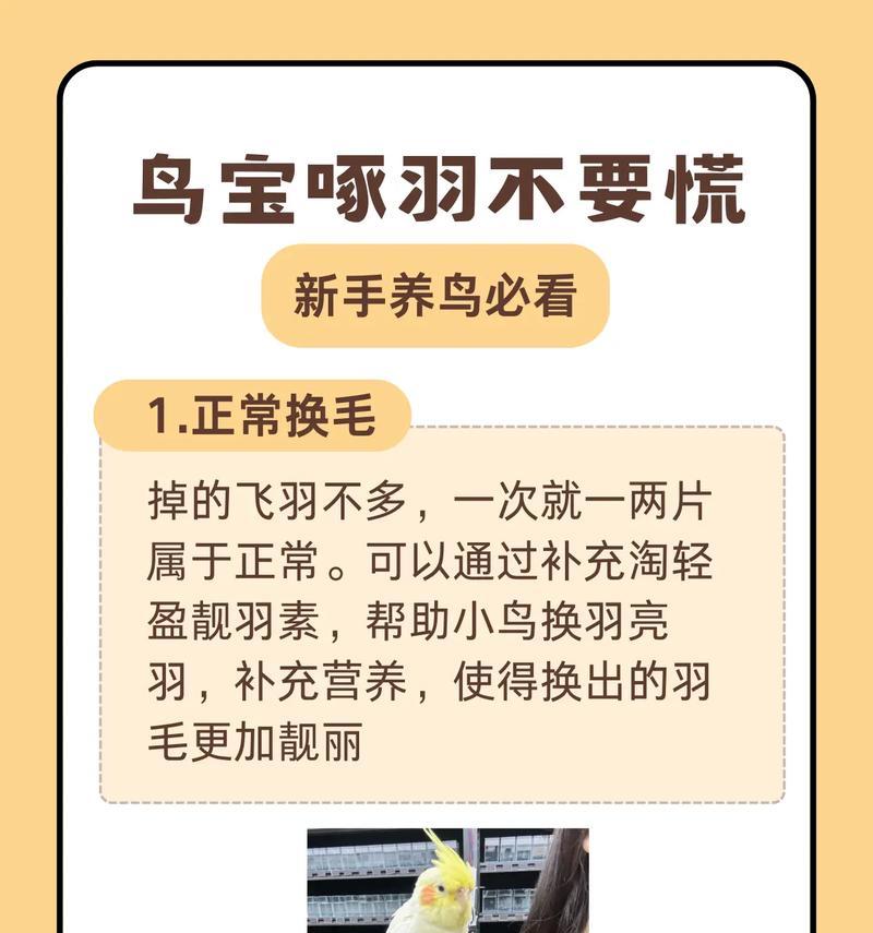 鹦鹉饲养全攻略：打造健康快乐宠物鸟生活环境
