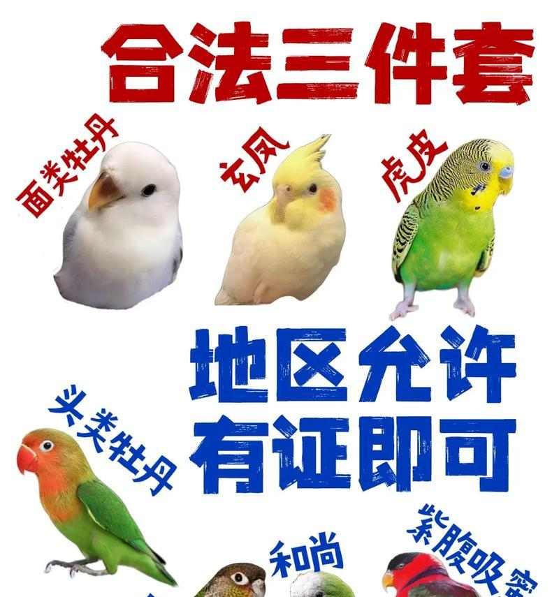 鹦鹉饲养全攻略：打造健康快乐宠物鸟生活环境