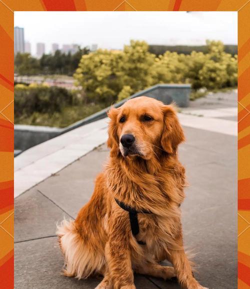 金毛犬美毛食谱及喂养技巧，打造健康亮丽毛发