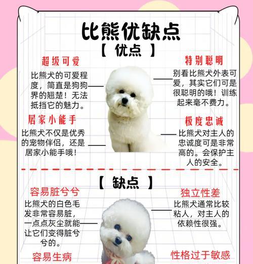 养比熊犬一年多少钱?详细费用清单帮你做好预算规划 养比熊犬一年多少钱?详细费用清单帮你做好预算规划