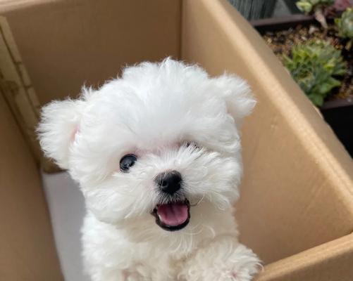 养比熊犬一年多少钱?详细费用清单帮你做好预算规划 养比熊犬一年多少钱?详细费用清单帮你做好预算规划