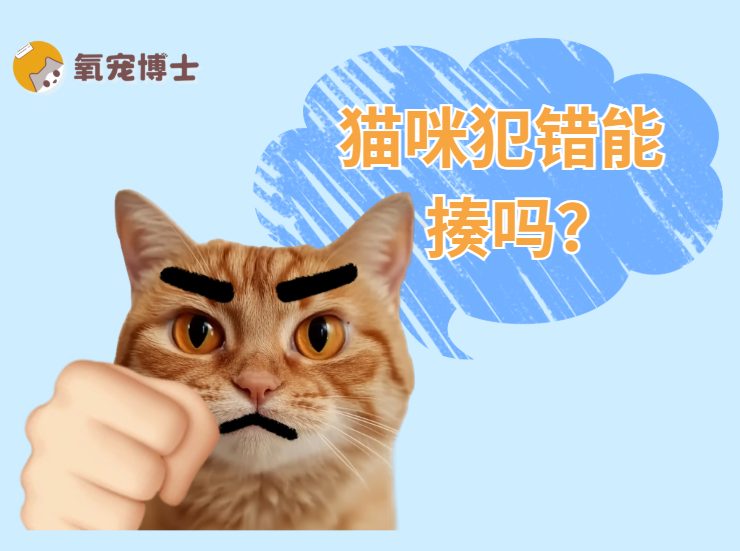 猫咪犯错不能打骂，科学纠正不良行为的方法
