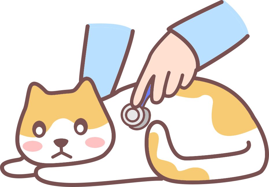 幼猫到家六大禁忌事项，新手铲屎官必知养护指南