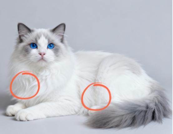 养布偶猫注意事项：饮食管理毛发护理遗传病预防全攻略