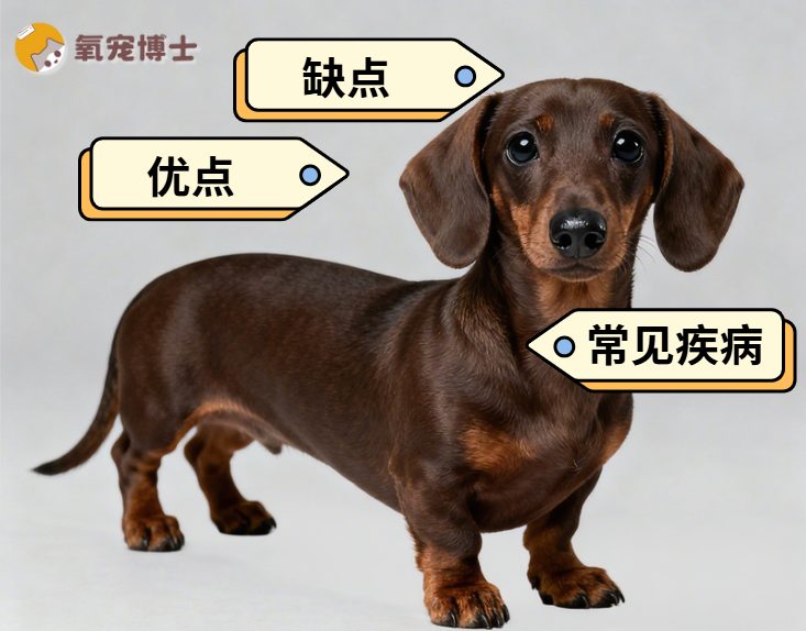 腊肠犬优缺点全面解析：外形可爱但易患腰椎疾病