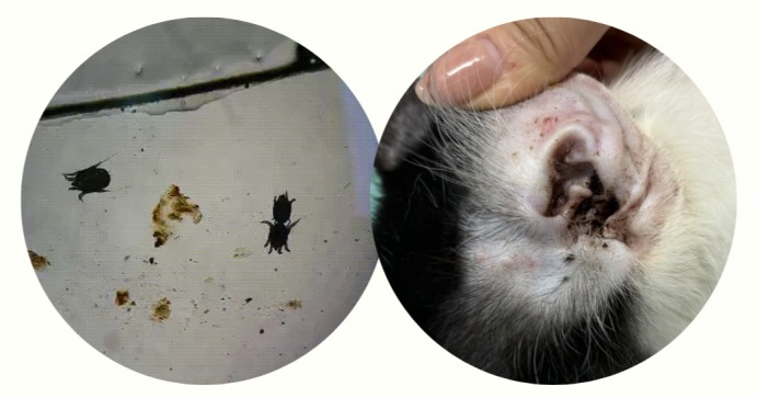 猫咪耳螨症状识别指南:教你区分耳螨与马拉色菌感染 猫咪耳螨症状识别指南:教你区分耳螨与马拉色菌感染